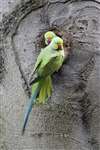 Pair of Ring-necked Parakeets, Dawsholm Park, Glasgow