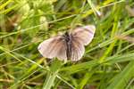 Old Ringlet butterfly, Grantown-on-Spey