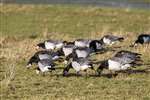 Barnacle Geese feeding, WWT Caerlaverock