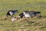 Curlew and Barnacle Geese, feeding WWT Caerlaverock