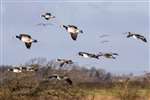 Barnacle Geese in flight, WWT Caerlaverock