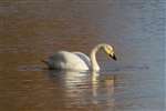 Whooper Swan, WWT Caerlaverock