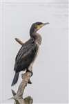 Cormorant on a tree branch over Linlithgow Loch
