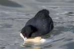 Coot eating an ice cream cone, Linlithgow Loch