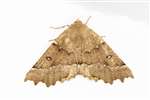 Scalloped Hazel moth, Kelvindale, Glasgow