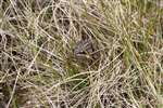 Common frog (Rana temporaria) in moorland rushes habitat