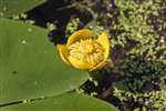 Yellow Water Lily in flower, Glasgow
