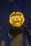 Yellow Water Lily flower reflection, Glasgow