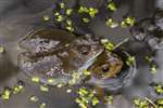 Common Frogs in amorous mood in a garden pond, Kelvindale