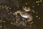 Common Frogs and frog spawn in garden pond, Kelvindale