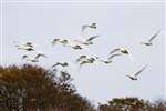 Whooper Swans flying in to Folly Pond, Caerlaverock