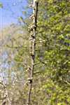 Blackthorn in bud, Possil Marsh