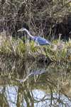 Grey Heron on the Forth and Clyde Canal at Possil Marsh