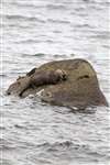 Eurasian Otter (Lutra lutra) eating a fish in a west Highland sea loch