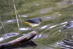 Grey Wagtail by the River Kelvin, Glasgow
