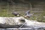Dipper feeding its young, River Kelvin, Glasgow