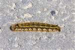 Drinker moth caterpillar, Ardeer, North Ayrshire