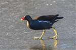Moorhen on the Forth and Clyde Canal, Maryhill