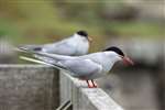 Arctic tern calling, Isle of May