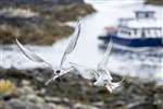 Arctic terns in flight, Isle of May