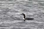 Great Northern Diver (Gavia immer) on a west Highland sea loch