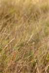 Purple Moor Grass, Blawhorn Moss NNR