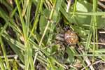 Four-spotted Orb Weaver spider, Blawhorn Moss NNR