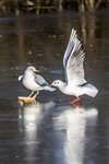 Black-headed Gulls fighting over bread on the frozen Forth and Clyde Canal, Glasgow