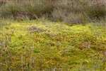 Sphagnum moss, Flanders Moss National Nature Reserve