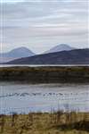 Loch Caolisport with a flock of Eiders, and the Paps of Jura
