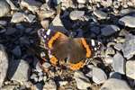 Red Admiral butterfly, Cashel, Loch Lomond