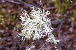 Oak Moss lichen, Loch Ardinning