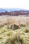 Purple Moor Grass, Loch Ardinning