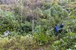 Removing Rhododendron ponticum, Dun Dubh Wood, Stirlingshire