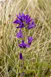 Clustered Bellflower, St Cyrus National Nature Reserve