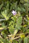 Common Storksbill, St Cyrus National Nature Reserve