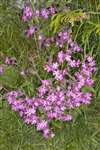 Red Campion, St Cyrus National Nature Reserve