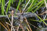 Common Hawker dragonfly egg laying, Flanders Moss