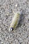 Buff-tip moth caterpillar, Great Cumbrae
