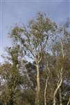 Ash tree showing evidence of Ash dieback, Fintry, Great Cumbrae
