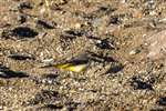 Grey Wagtail, Ardmore Point