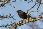Blackbird, Ardmore Point