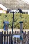 Starling on a garden feeder, Bingham