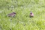 House sparrows in a garden, Bingham