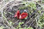 Scarlet Elf Cup fungus, RSPB Loch Lomond