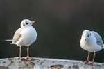 Pair of First Cycle Black-headed Gulls, Drumpellier Country Park