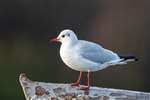 Adult Black-headed Gull, Drumpellier Country Park