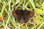 Scotch Argus butterfly, Glasdrum