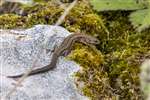 Common lizard, Great Cumbrae