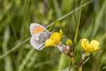 Small Heath butterfly on Buttercup, Great Cumbrae